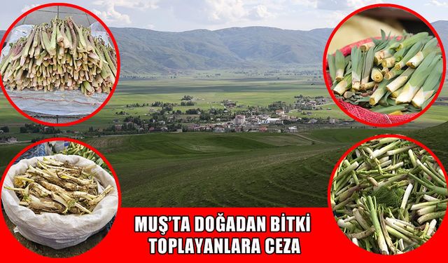 Muş’ta bu bitkileri koparmanın cezası 699 bin 245 TL