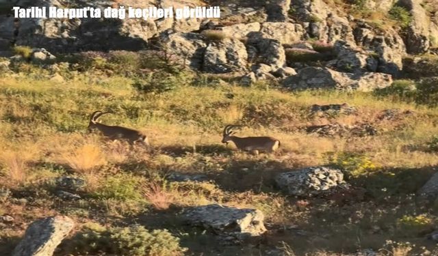 Tarihi Harput’ta dağ keçileri görüldü