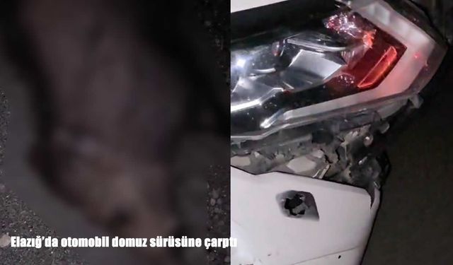 Elazığ'da otomobil domuz sürüsüne çarptı