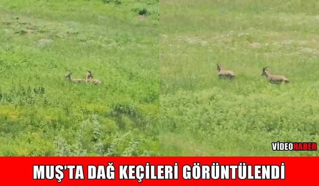 Muş kırsalında dağ keçileri görüntülendi