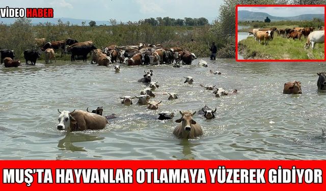 Muş’ta geçiş yolu çilesi: Hayvanlar Murat Nehri’ni yüzerek geçiyor