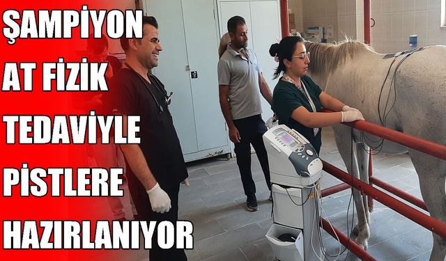 Dicle Üniversitesi'nden şampiyon At’a fizik tedavi