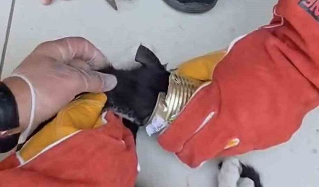 Meraklı Kedi Başını Tenekeye Sıkıştırdı, İtfaiye Seferber Oldu
