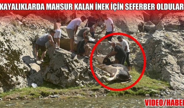 Muş'ta kayalıklara sıkışan inek için vatandaşlar seferber oldu