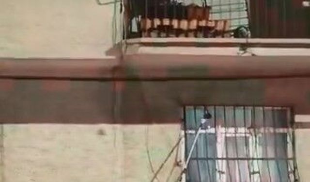Elazığ'da pencere korkuluğuna çıkan yılan doğaya salındı