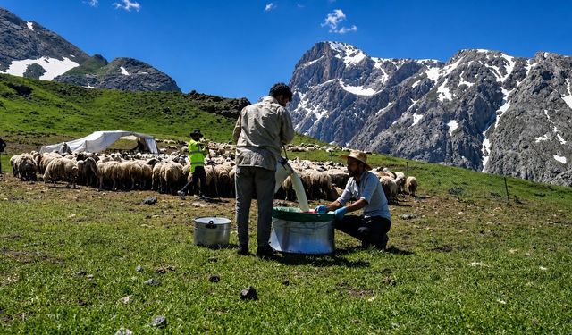 Zorlu yayla şartlarında tescilli lezzet üretiliyor