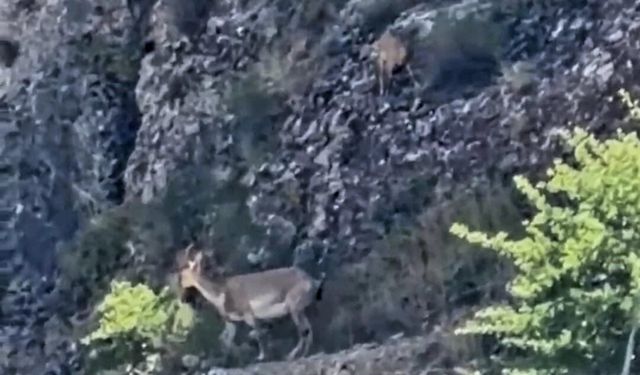 Malatya'da yaban keçileri sürü halinde görüntülendi
