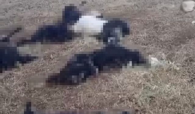 Bitlis'te yaylaya düşen yıldırım sürüyü vurdu: Onlarca hayvan telef