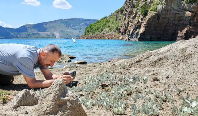Nemrut Krater Gölü’nde şaşırtan doğa olayı: Alıç kelebeği yoğunluğu dikkat çekti