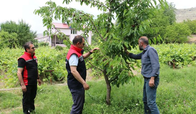 Erzincan'da kiraz hasadı başladı: Üreticinin yüzü gülüyor