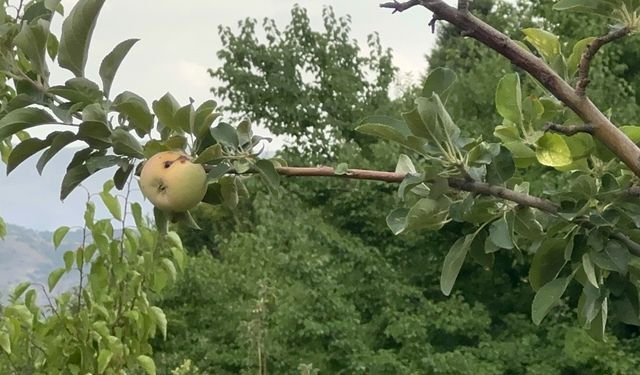 Geçen yıl tek çürük elma kalmıştı, bu yıl ağaçlar meyveden eğildi