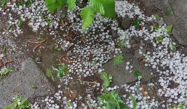 Ardahan'da sağanak ve dolu yağışı tarım arazilerine zarar verdi