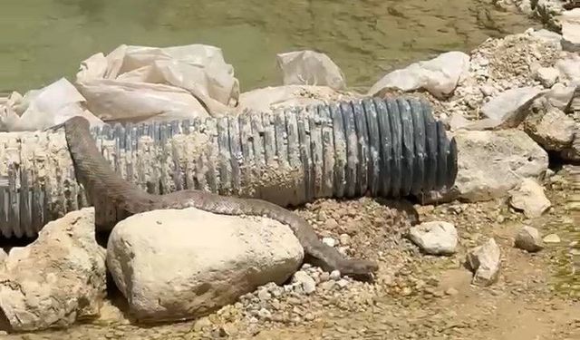 Tunceli'de koca engerek yılanı görüntülendi