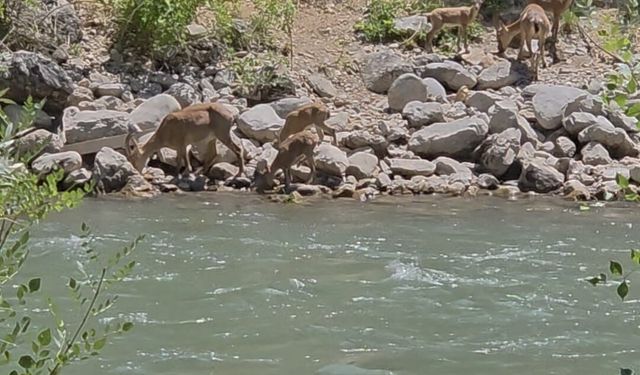 Tunceli'de koruma altındaki dağ keçileri görüntülendi