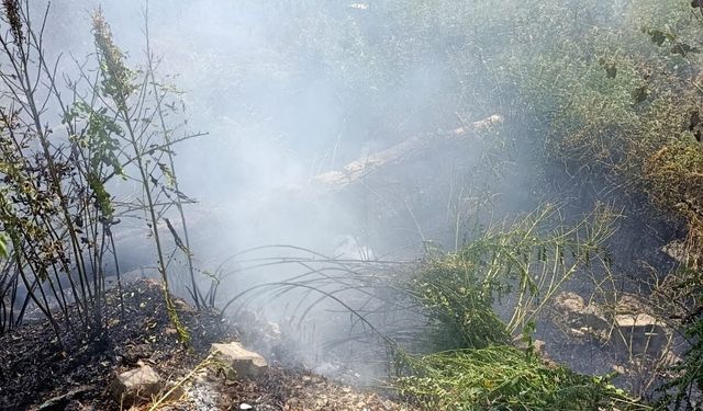 Van'da ağaçlık alanda yangın