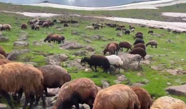 Ağrı'da yaz ortasında kar sürprizi
