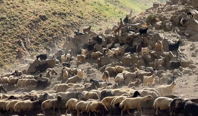 Kızgın güneş atında halaylı süt mesaisi: Berivanlar bakanlıktan gölgelik istiyor