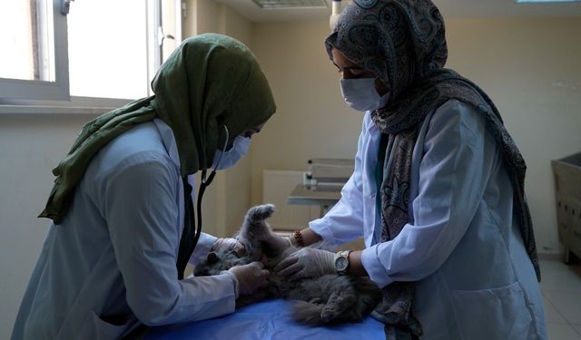 Elazığ'da 15 bini aşkın sokak hayvanı tedavi edildi