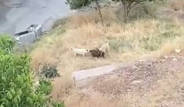 Elazığ’da sokak köpekleri keçi sürüsüne saldırdı: 2 keçi telef oldu