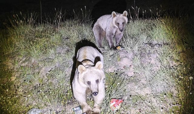 Nemrut Kalderası'nın simgesi ayılar yeniden ortaya çıktı