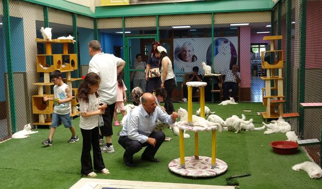 Yaz tatilinde dünyaca ünlü Van kedilerine ziyaretçi akını