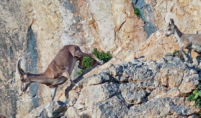Van'ın dağlarında yaban hayatı objektiflere yansıdı
