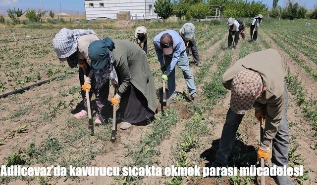 Adilcevaz'da kavurucu sıcakta ekmek parası mücadelesi