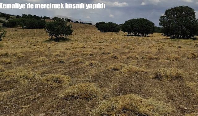 Kemaliye'de mercimek hasadı yapıldı