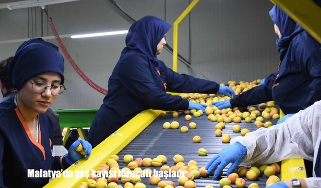 Malatya'da yaş kayısı ihracatı başladı