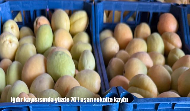 Iğdır kayısısını don vurdu: Rekolte yüzde 70'in üzerinde düştü