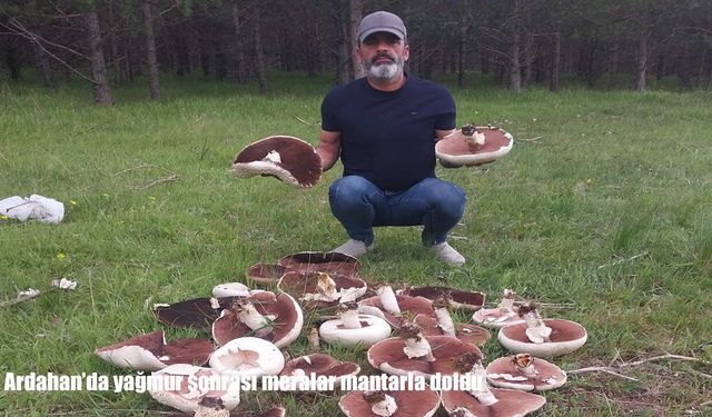 Ardahan'da yağmur sonrası meralar mantarla doldu