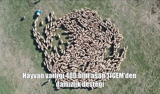 TİGEM'den damızlık desteği