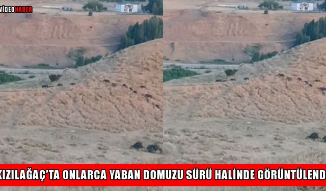 Muş’ta yaban domuzu sürüsü tedirginliği