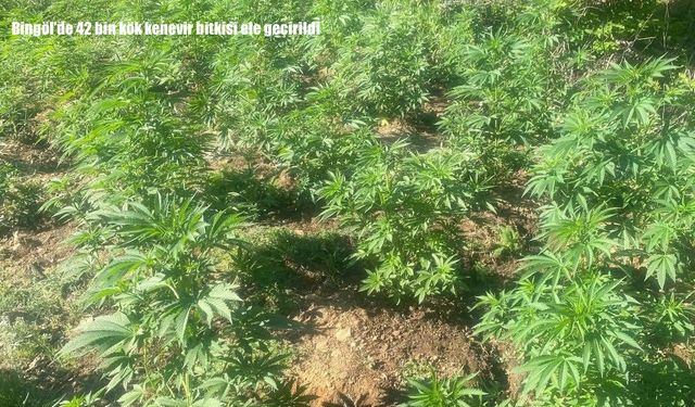 Bingöl'de 42 bin kök kenevir bitkisi ele geçirildi
