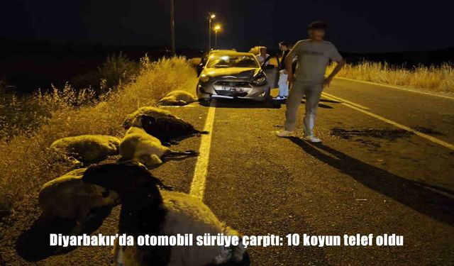 Diyarbakır'da otomobil sürüye daldı: 10 koyun telef oldu