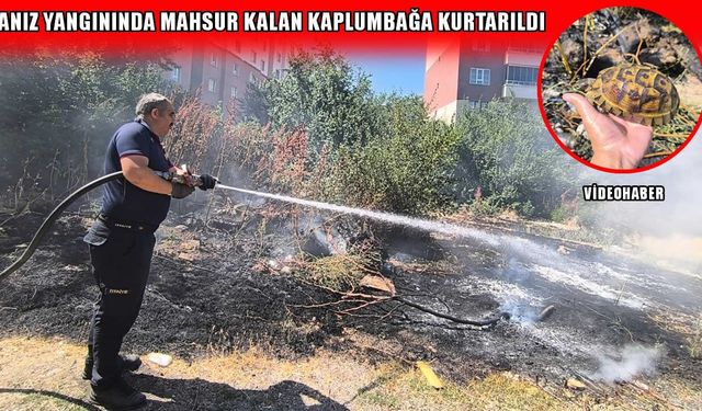 Muş'ta anız yangını: Alevlerin arasında kalan kaplumbağa kurtarıldı