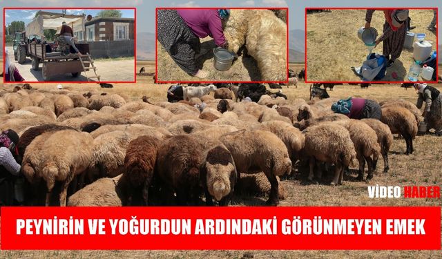 Günde 20 kilometre yol: Berivanların görünmeyen emeği