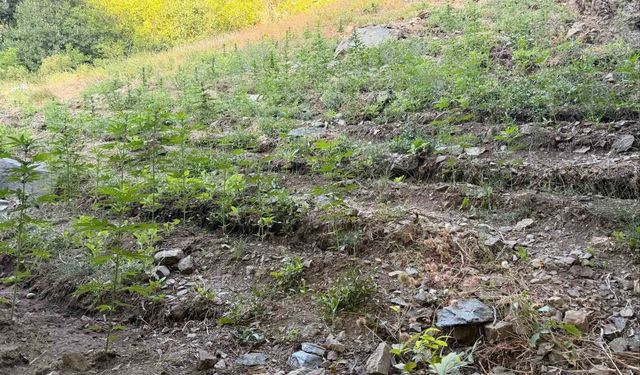 Bingöl’de Jandarmadan Suç Operasyonu: 76 Şüpheli Yakalandı, 19’u Tutuklandı