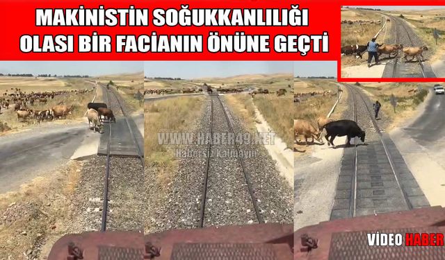 Muş Ovası'nda facianın eşiğinden dönüldü