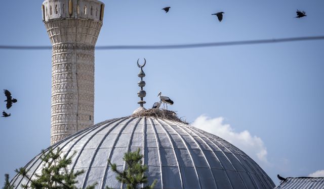 Erzurum'da mahalleli tarafından yaptırılan cami leyleklere "yuva" oldu