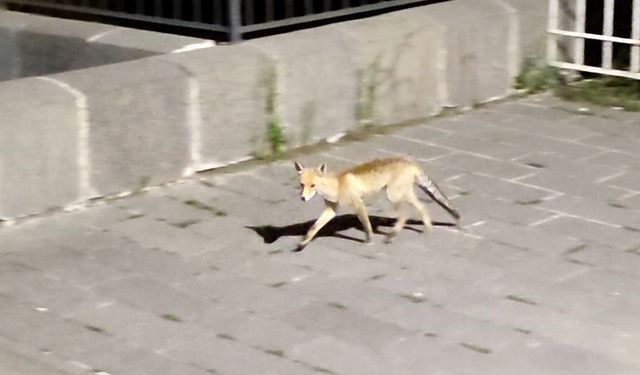 Şehre inen tilki böyle görüntülendi