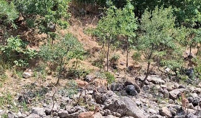 Tunceli'de koruma altındaki dağ keçileri Munzur Nehri kıyısında görüntülendi