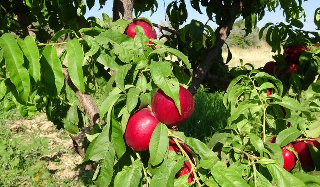 Malatya'da kayısıya yeni rakip: Santa Maria armudu ve nektarin