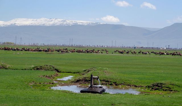 1933'te Danimarka gözünü Erzurum ve Kars'a çevirdi: Hedefleri süt üretimi yapmaktı