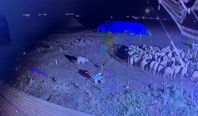 Kars’ta yerleşim yerine inen kurt koyunlara yaklaşırken kameraya yakalandı