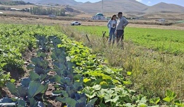 Erzurum’da kadın çiftçilerin kırmızılahana ve kereviz üretimi takip ediliyor