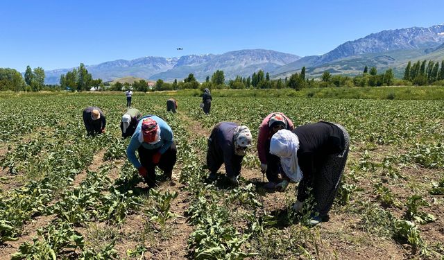 Erzincan’da kadın işçilerin pancar tarlasında sıcak mesaisi
