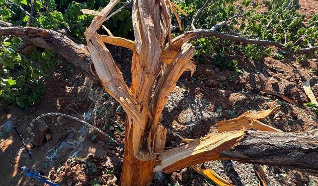 Malatya’da Yıldırım Kayısı Ağacını Ortadan İkiye Böldü