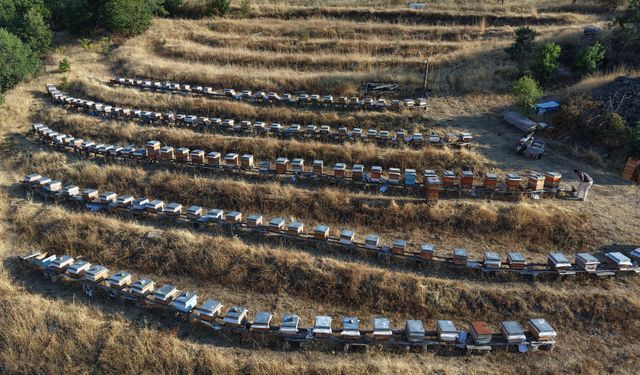 Doğanın bereketi bala yansıdı: Rekoltede yüzde 20 artış