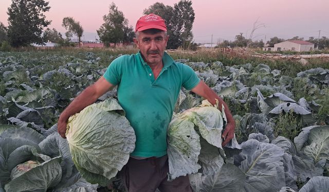 Söğütlü lahanasında hasat sezonu başladı